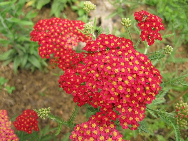 Achillea
